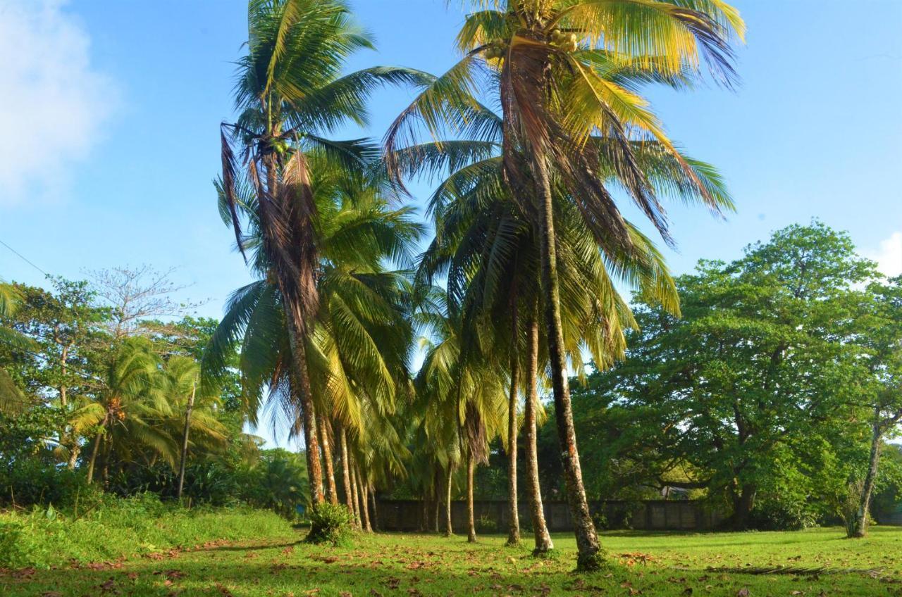 Hotel Pura Natura Beachfront Tortuguero Exterior photo